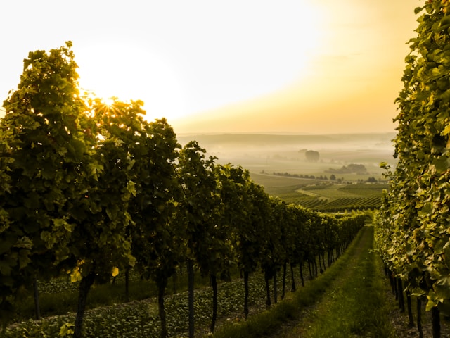 les différents vignobles