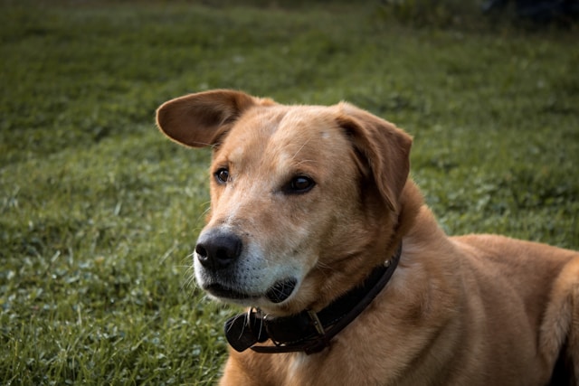 si votre chien mange de l'herbe faire attention ou vous le laissez faire